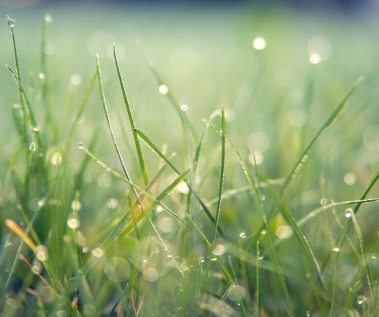 experiment saurer regen pflanzen